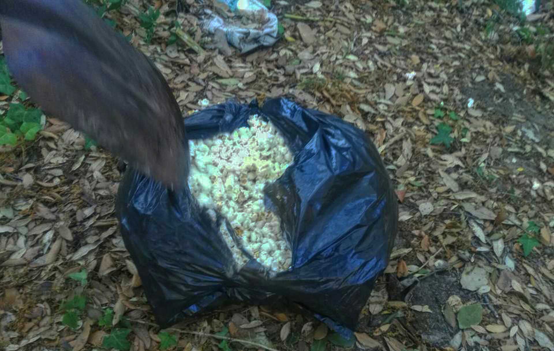 Trovati alle 18,30 due nuovi inneschi nella Pineta di Castelfusano di Ostia